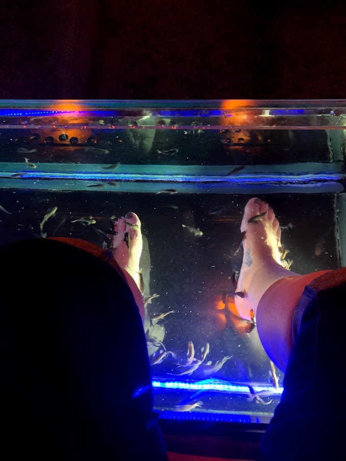 Swimming with the Fishes! - Adventures in Bucket Listing